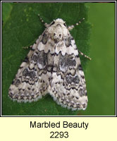 Marbled Beauty, Cryphia domestica