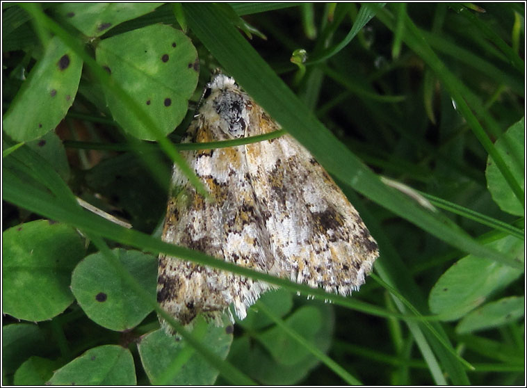 Marbled Beauty, Cryphia domestica