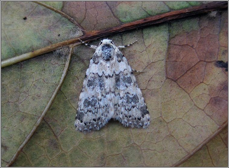 Marbled Beauty, Cryphia domestica