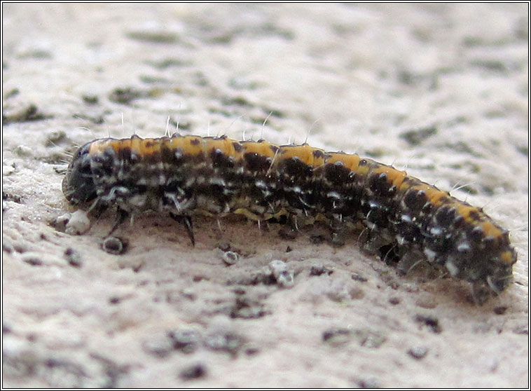 Marbled Beauty, Cryphia domestica