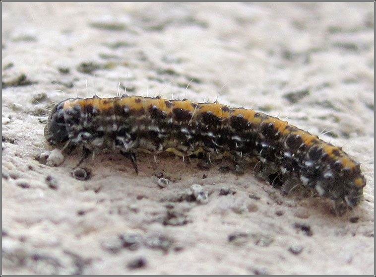 Marbled Beauty, Cryphia domestica