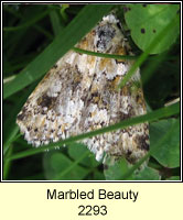 Marbled Beauty, Cryphia domestica