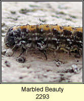 Marbled Beauty, Cryphia domestica