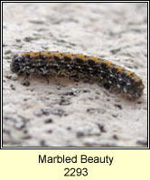 Marbled Beauty, Cryphia domestica