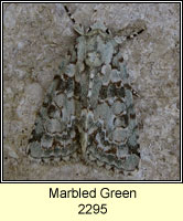 Marbled Green, Cryphia muralis