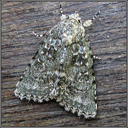 Marbled Green, Cryphia muralis