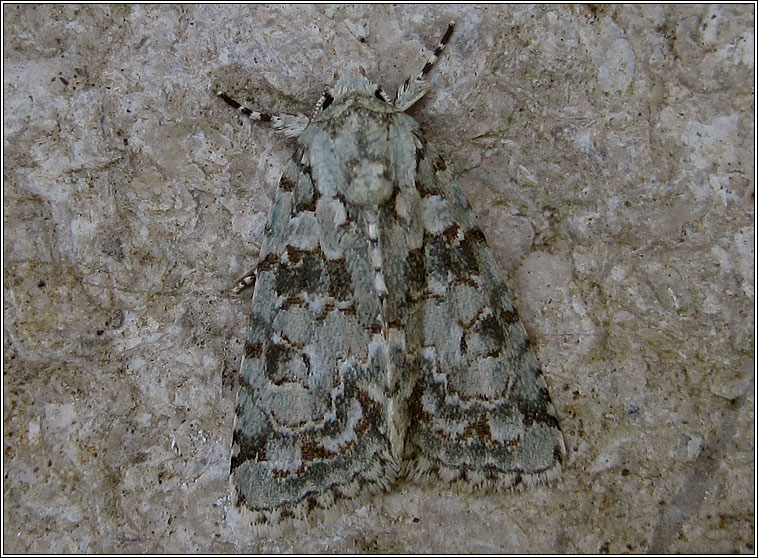 Marbled Green, Cryphia muralis