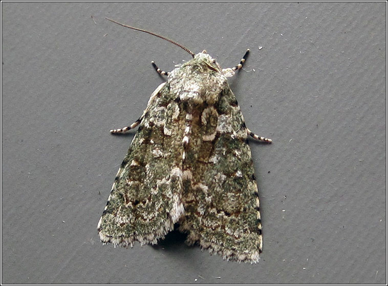 Marbled Green, Cryphia muralis