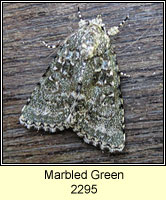 Marbled Green, Cryphia muralis