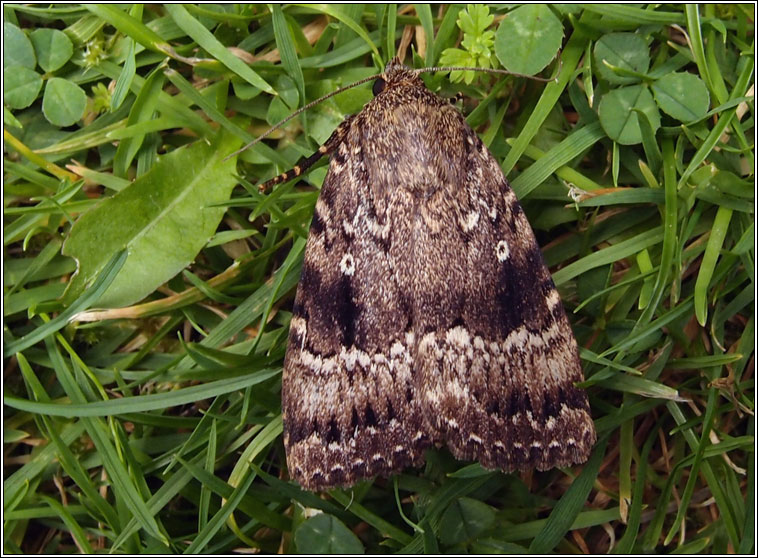 Copper Underwing agg, Amphipyra agg