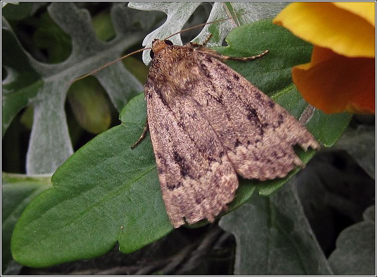 Copper Underwing agg, Amphipyra