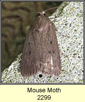 Mouse Moth, Amphipyra tragopoginis