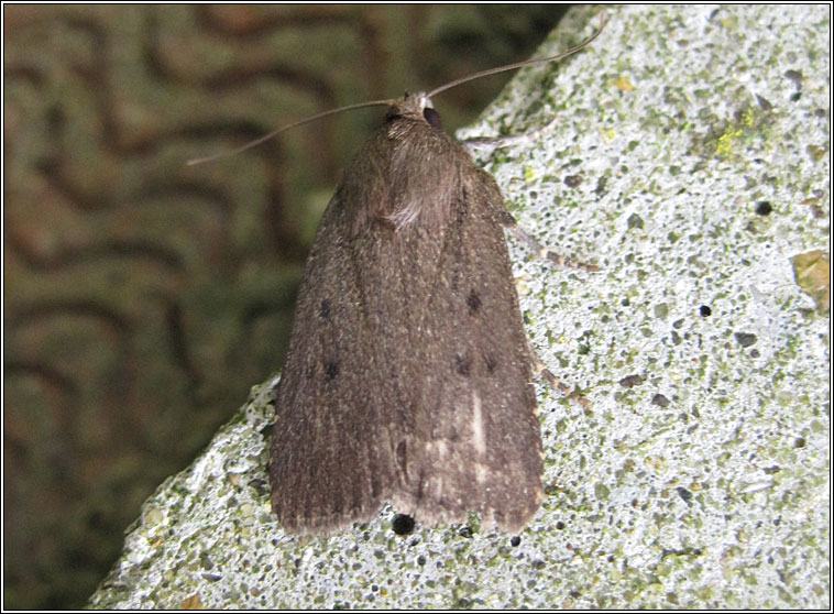 Mouse Moth, Amphipyra tragopoginis