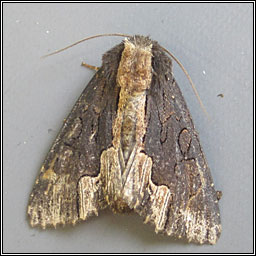 Bird's Wing, Dypterygia scabriuscula