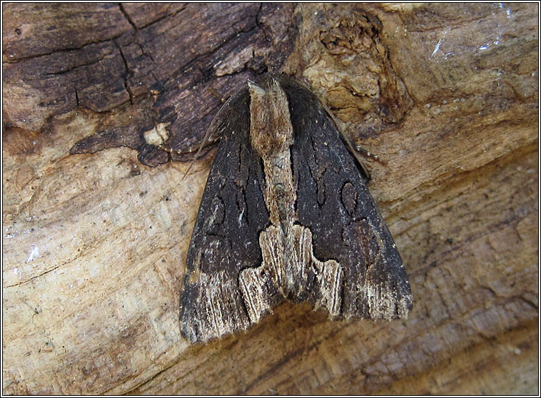 Bird's Wing, Dypterygia scabriuscula