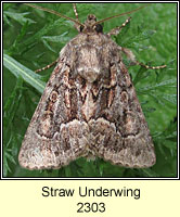 Straw Underwing, Thalpophila matura