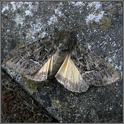 Straw Underwing, Thalpophila matura