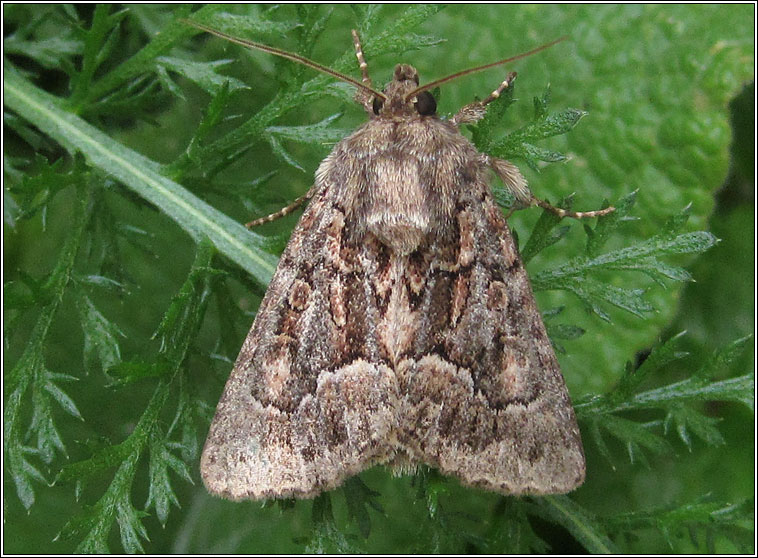 Straw Underwing, Thalpophila matura