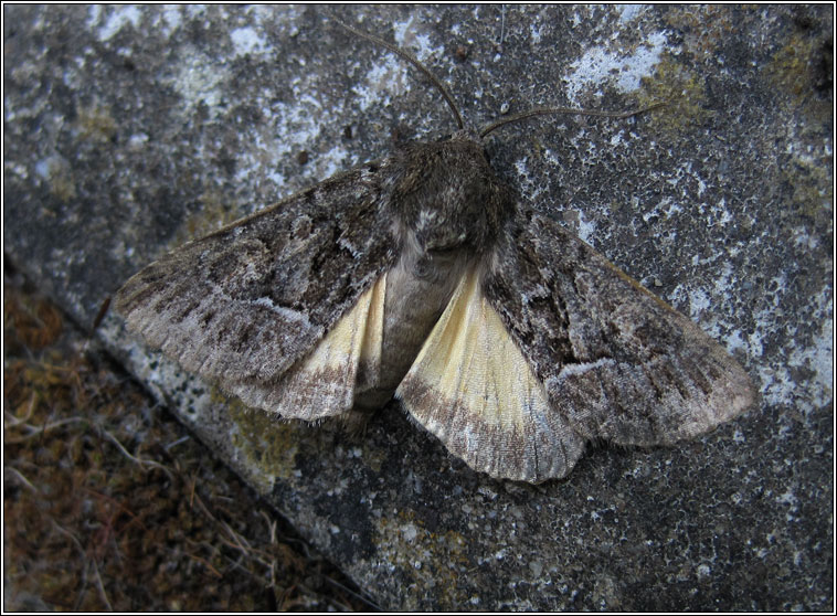 Straw Underwing, Thalpophila matura