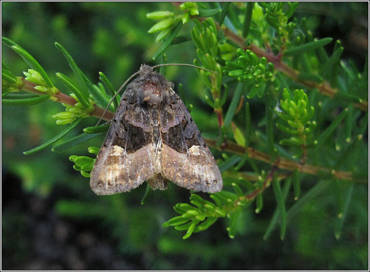 Small Angle Shades, Euplexia lucipara