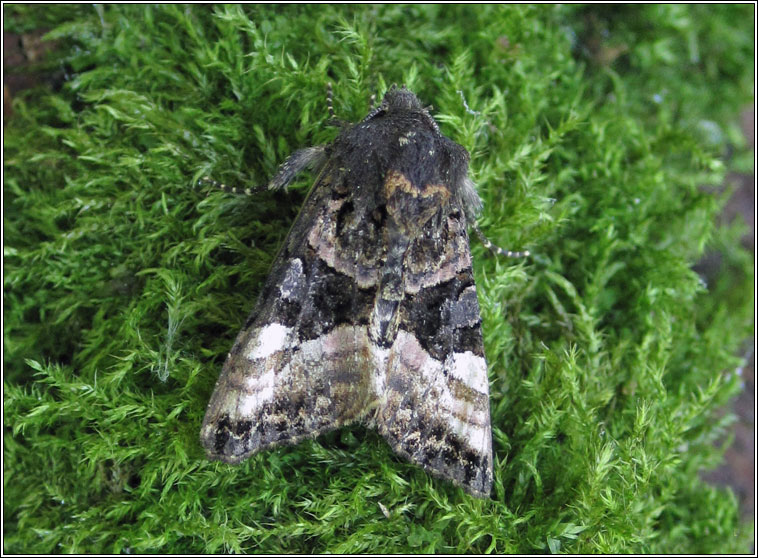 Small Angle Shades, Euplexia lucipara