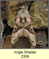 SAngle Shades, Phlogophora meticulosa