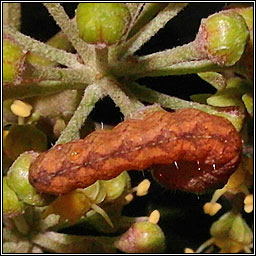 Angle Shades, Phlogophora meticulosa