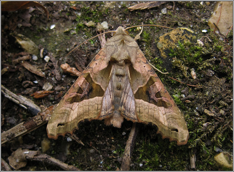 Angle Shades, Phlogophora meticulosa