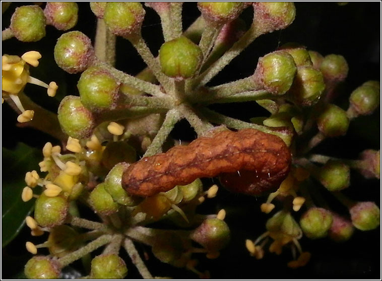 Angle Shades, Phlogophora meticulosa