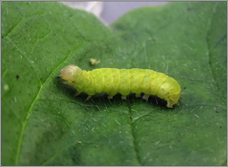 Angle Shades, Phlogophora meticulosa