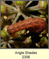 SAngle Shades, Phlogophora meticulosa