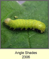 SAngle Shades, Phlogophora meticulosa