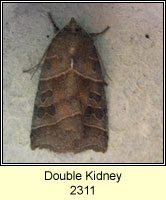 Double Kidney, Ipimorpha retusa