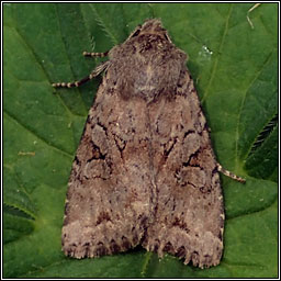 Dingy Shears, Apterogenum ypsillon