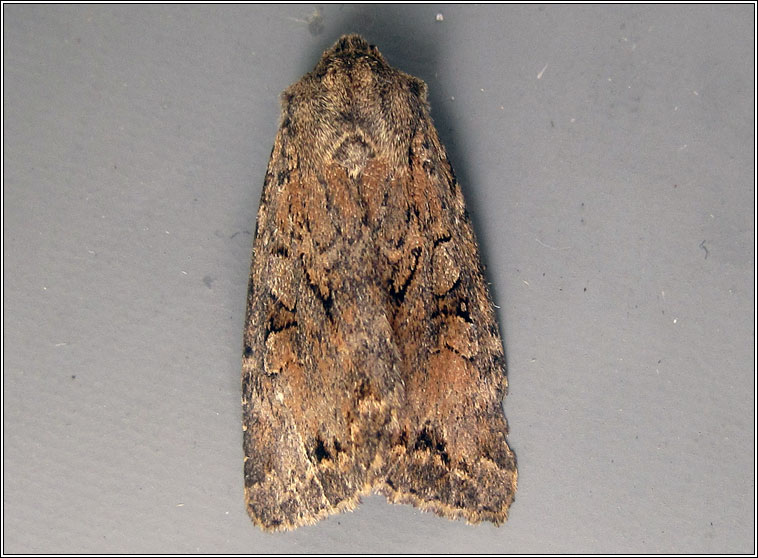 Dingy Shears, Apterogenum ypsillon