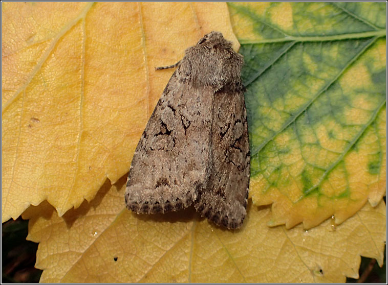 Dingy Shears, Apterogenum ypsillon