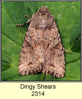 Dingy Shears, Apterogenum ypsillon