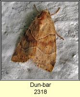 Dun-bar, Cosmia trapezina