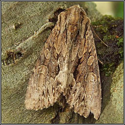 Dark Arches, Apamea monoglypha