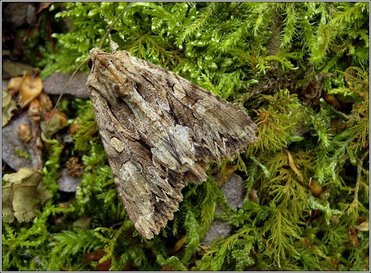 Dark Arches, Apamea monoglypha