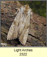 Light Arches, Apamea lithoxylaea