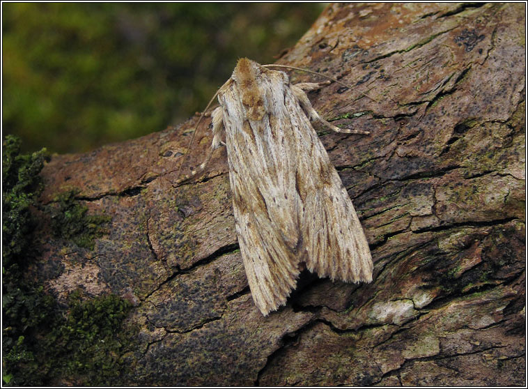 Light Arches, Apamea lithoxylaea