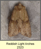 Reddish Light Arches, Apamea sublustris