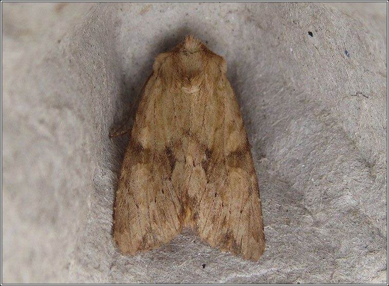 Reddish Light Arches, Apamea sublustris