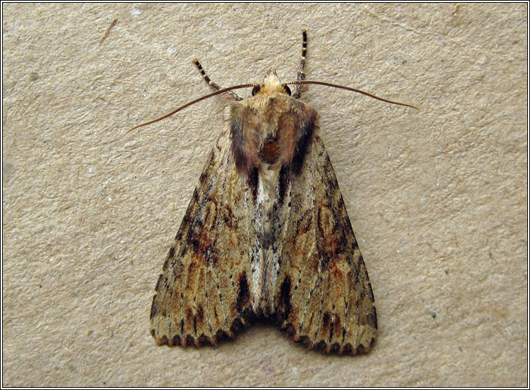 Clouded-bordered Brindle, Apamea crenata