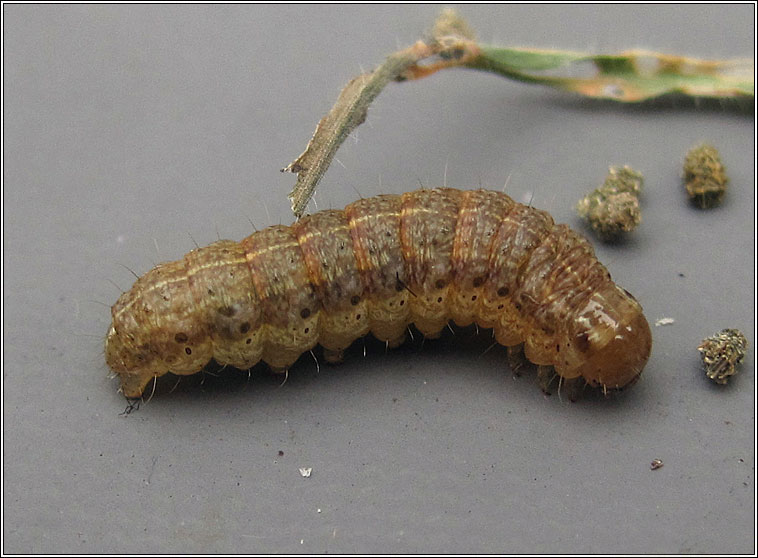 Clouded-bordered Brindle, Apamea crenata