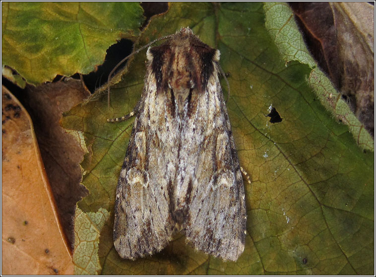 Clouded-bordered Brindle, Apamea crenata