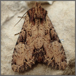 Clouded Brindle, Apamea epomidion