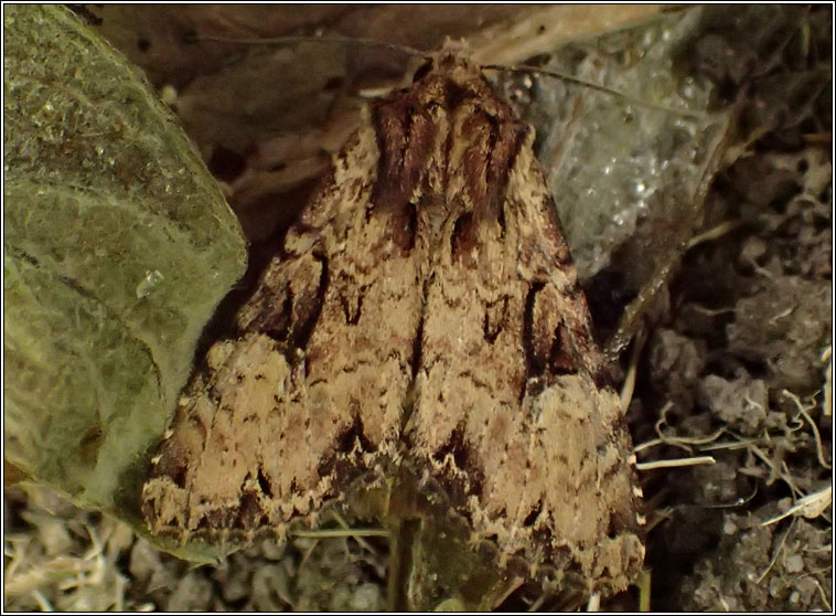 Clouded Brindle, Apamea epomidion