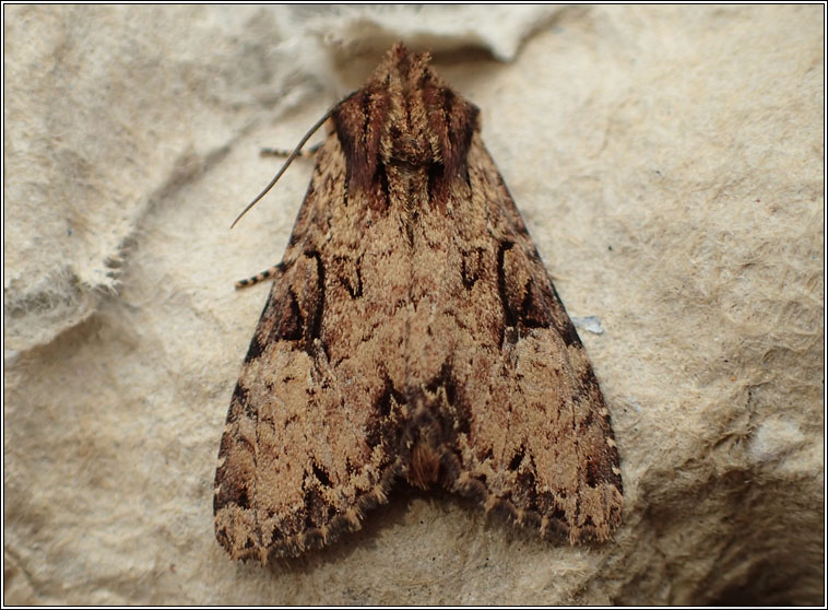 Clouded Brindle, Apamea epomidion